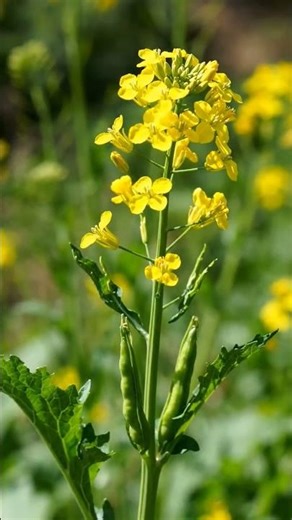கடுகு செடி 😻 black Mustard seed comes from mustard plant