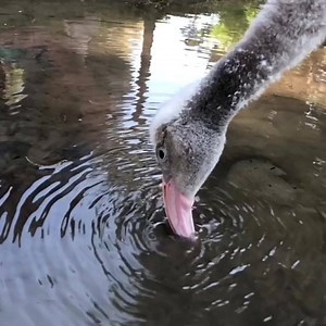 Check out Cosmopolitan (aka Cosmo) the flamingo chick showing off her filter-feeding skills! Flamingos have fascinating filtration systems for eating. They are uniquely equipped to separate mud and silt from their food — they even do it upside down! | Sacramento Zoo