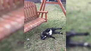 33K views · 289 reactions | Fainting goats get their name from a...