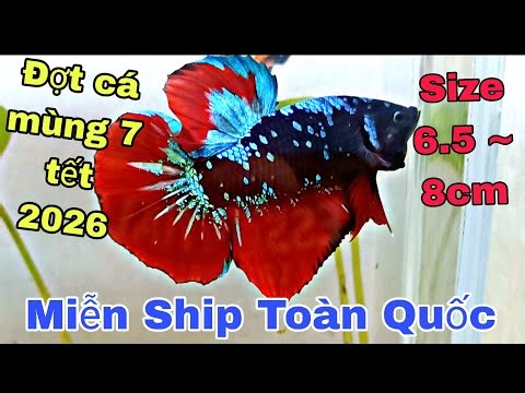 Giant Betta Fish Sale 🌈 Spring Festival 2026 🥰 - Free Shipping Nationwide - Super Large Giant Bet...