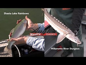 Angler West Classic- Top-Lining Shasta Lake Rainbows & Willamette River Sturgeon