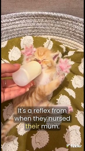 Why cute kitten stretches like this? #ytshorts #cutekittenvideos #petfacts