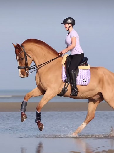 Horse Rider on TikTok