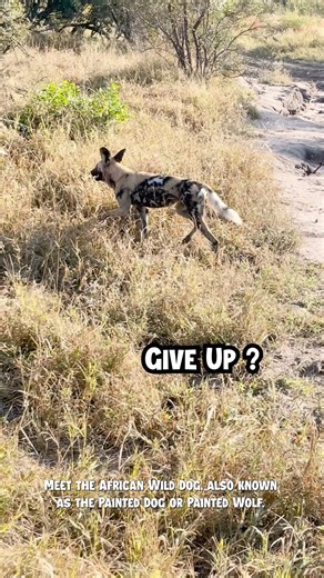 Pierre Borczuk on Instagram: "African Wild Dogs: The Painted Hunters 🎨🐾 Meet the African wild dog — also known as the painted dog or painted wolf — one of Africa’s most impressive and endangered predators. Their mottled coats aren’t just beautiful… they’re iconic. ⁠ What makes them truly extraordinary is how they hunt. These dogs rely on teamwork and endurance, chasing prey in coordinated packs with incredible stamina. Unlike ambush hunters, they run down their target over long distances, comm
