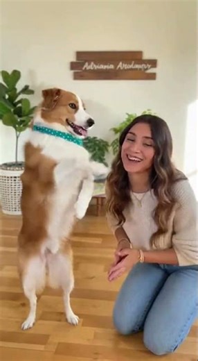 Dancing Dog! 🐶💃 | Watch Its Funny Moves! | Adriana.Amazingfacts #shortsfeed