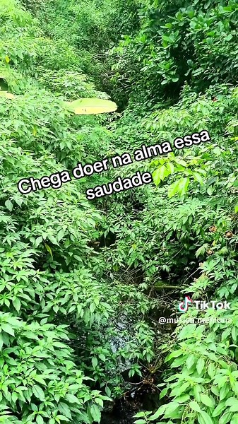 Os vídeos de musica.memoria (@musica.memoria) com som original - Letras e Traduções