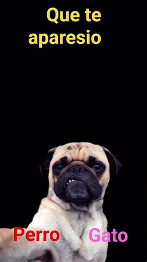 que te apareció en el like perro o gato?