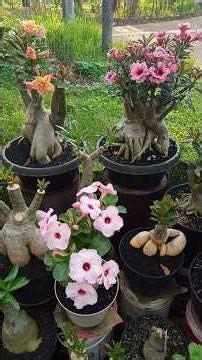 Rahasia Adenium Rajin Berbunga 😍