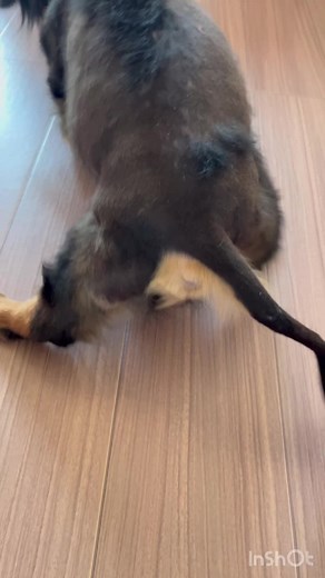 犬の腰椎間板ヘルニア治療法と予防法
