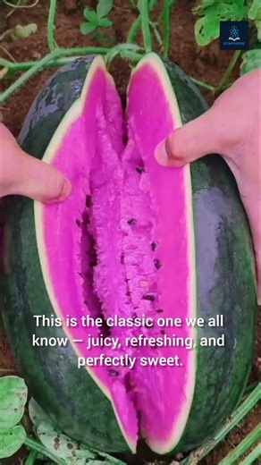 5 Types of Watermelon You Didn’t Know Exist 🍉😱