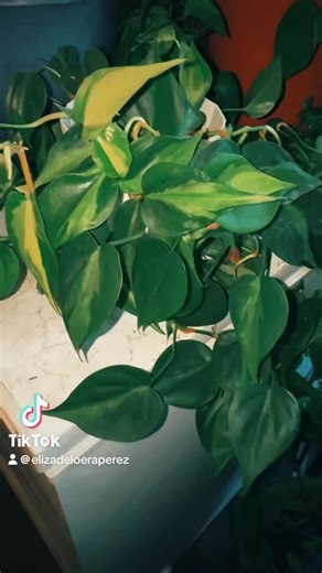 Spent Saturday organizing my planty babes, they’re adapting very well to being indoors now. They make me happy 😊 🤍🌱🪴🌱🪴🌱🪴🌱🪴🌱🤍 • • • • • #plant #plants #plantporn #propagation #plantsofinstagram #plantsmakepeoplehappy #plantmom #plantsagram #houseplants #planttherapy #indoorjungle #plantaesthetics #hangingplants #succulents #plantlife #monsteradeliciosa #propbabes | Eliza De Loera Perez