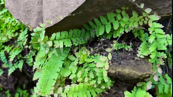 Tracking shot of Maidenhair Fern, or Adiantum capillus veneris, also known as the Southern Maidenhair Fern or Venus Maidenhair Fern growing in the nature after the rain