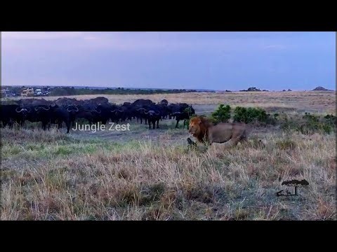African Wildlife Safari - Nature's Turning Point: A Stampede on the African Plains