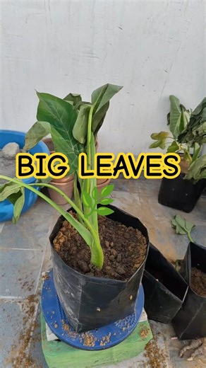 Elephant Ear Plant Growth 😍 Day 7 & 14 Update