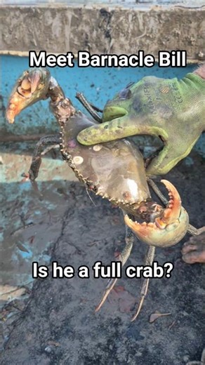 Barnacle Bill the Crab 🦀 | How to Check if He’s Full