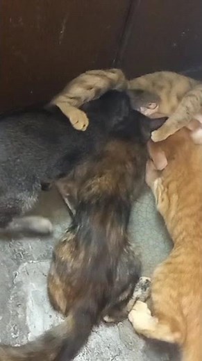 Kittens breast feeding, mother small in size, kittens big