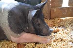Animal welfare for youth: Part 2 – Introducing the Five Freedoms to youth