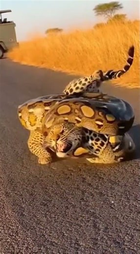 Leopard Trapped In Giant Python's Unescapable Road Ambush