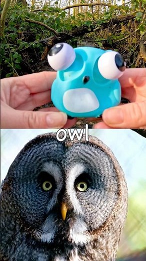 Kids Learn | Animal Names at the Stream for Babies: Hyena Frog Owl Cow Koala Duck #SpringOnYouTube