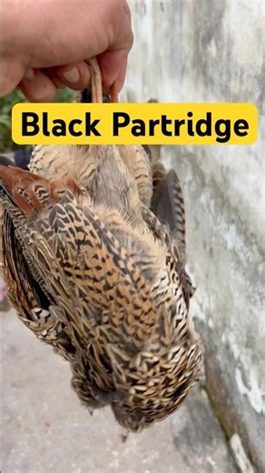 Black Partridge Hunting 🪿#hunting #airgunhaunting