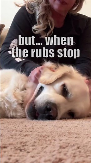 100% Golden Retriever Standards (Must Rubb)