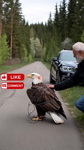 1.6M views · 58K reactions | American bald eagle survival story | Queen of Peace Parish, Redemptorist - Diocese of Bacolod | Facebook