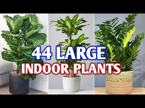 44 Large Indoor Plants for Home | Indoor Large & Tall Houseplants | Plant and Planting
