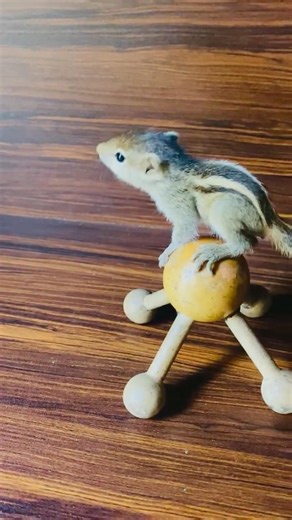 Baby Squirrel Play Time 🐿️ | Cute and Adorable Little Squirrel Moments #petsquirrel #cutepets