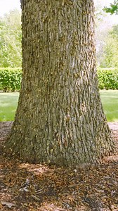 176K views · 1.3K reactions | The wait is over! The 17-year cicadas are emerging at the Arboretum. Don't miss this incredible natural spectacle. #MortonArboretum #Cicadas #CicadaWatch2024 #Cicadas2024 | The Morton Arboretum | Facebook