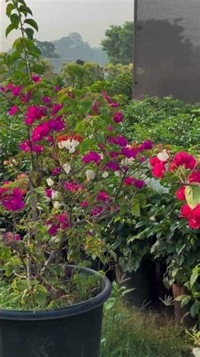 Flowers are not just decoration