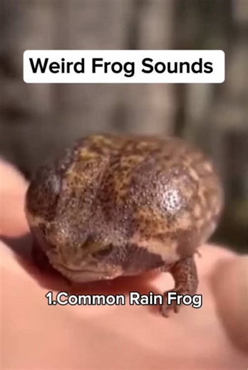 Fascinating Frog Sounds You Should Hear
