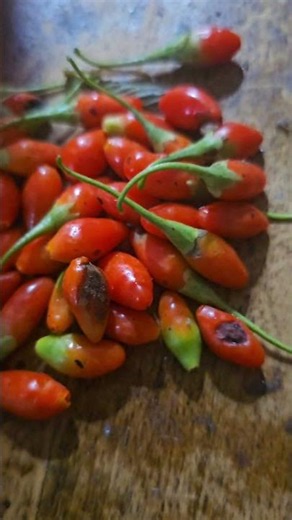 Goji Berry Harvest #gardening #garden #springawakening
