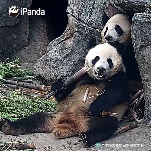 This panda has a customized panda-shaped cushion. So envious! (Shen Shen & Man Man) #HiPanda #CCRCGP #PandaTime For more panda information, please check out: http://en.ipanda.com | iPanda