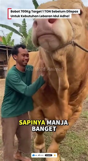 😱BOBOT 700Kg TARGET 1 TON SEBELUM DIJUAL UNTUK KURBAN LEBARAN!😰 #sapi #cow #sapijumbo #animals #fyp