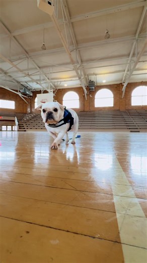 MVP 🐶 #bulldogsoftiktok #fyp