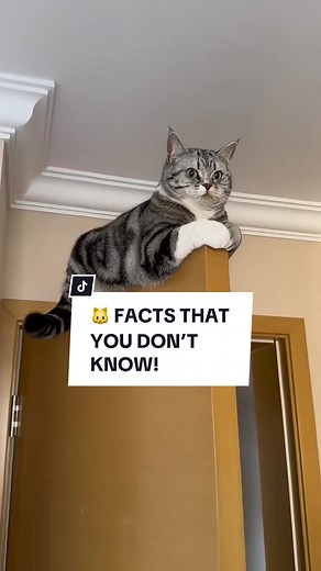 Interesting Cat Facts You Didn't Know! 🐱✨