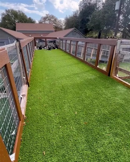 12 reactions | Getting ready for the dog Olympics | We Love Animals | Facebook