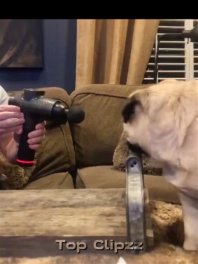Funniest Pug Moments Compilation — Best Pug Funny Clips