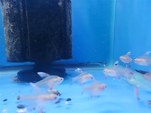 Candy Kane tetra in today | Azalea Aquariums