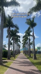 Meet our incredible shelter tripawds, Moxie and Dan! 🩵 Both have had to overcome so much in their short lives, but they haven't let it slow them down one bit! Come meet these cuties today from 12-3pm and show them how great life can be. 🐾 Dan, 2 years old, German Shepherd mix 🐾 Moxie, 1.5 years old, mixed breed | Nate's Honor Animal Rescue Center