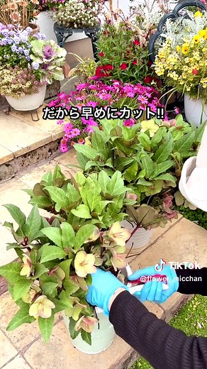 クリスマスローズの来年への剪定と肥料管理