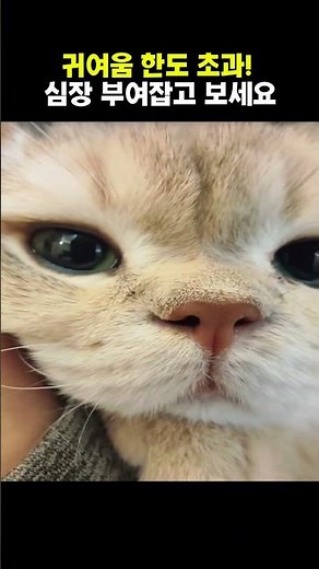 귀여움 한도 초과 Warning: Extreme cuteness overload! ⚠️😻#babycat #고양이일상 #funny #meow #catlover #kitten