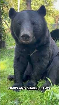 Asiatic Black Bear: The Moon Bear of Asia #shorts