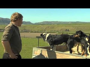 Just Shorn New Zealand Wool: Sheep dogs