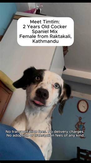 Adopt A Dog Nepal on Instagram: "Meet Timtim: 2 Years Old Cocker Spaniel Mix Female from Raktakali, Kathmandu 🐶❤️ 📍 Raktakali, Kathmandu As December 1st chills Kathmandu’s streets, meet Timtim – our 2-year-old Cocker Spaniel mix girl, a playful whirlwind of joy. Picture her floppy ears flapping during zoomies in Raktakali parks, friendly grin brightening gatherings, and soulful eyes craving headpats. She loves chasing toys till sunset, winter-night snuggles, and bouncing around people like her