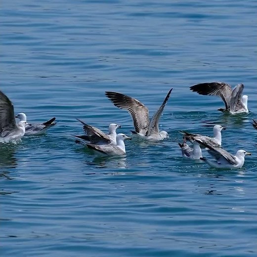 Amazing Albatross Birds Facts: Great Albatrosses, Mollymawks & Ocean Giants | Wildlife Documentary