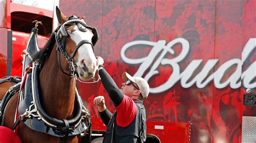 Budweiser Clydesdales to deliver beer in North Texas during MLB All-Star week