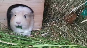 36K views · 499 shares | Pip Pip Hooray! Great news! Pip has been bonded with pretty Pumpkin and the two girls are living very happily together ❤️❤️ | Cavy Corner | Facebook