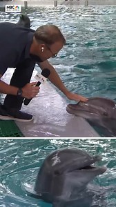 3.7K views · 28 reactions | So flippin’ fun! Six Flags Discovery Kingdom debuts its new dolphin show. Bob Redell reports from Vallejo. #animals #dolphins #bayarea | NBC Bay Area | Facebook