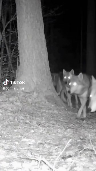 Chihuahua Among Wolves: A Tale of Unexpected Friendship